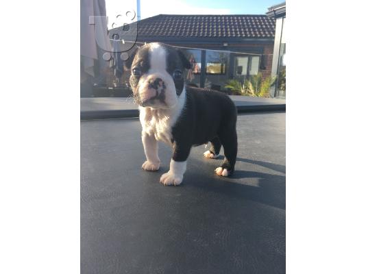 Lovely Boston Terrier κουτάβια